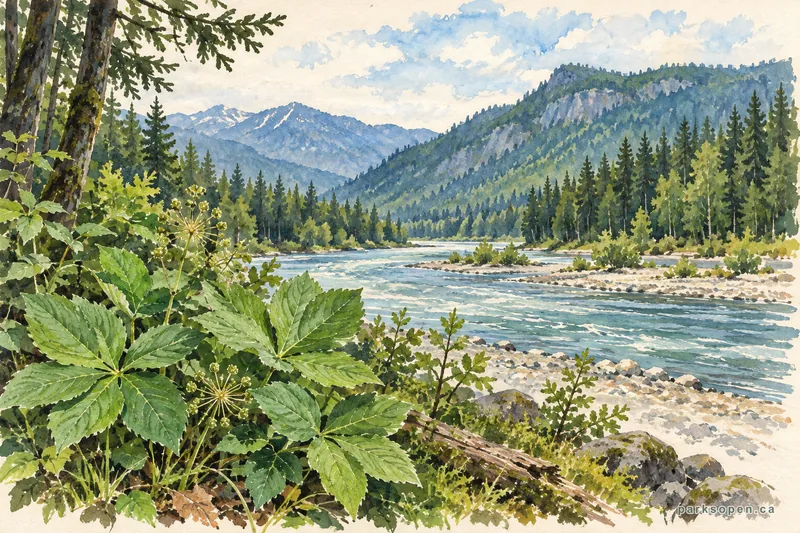 Painterly field-guide interpretation of North Thompson River Provincial Park